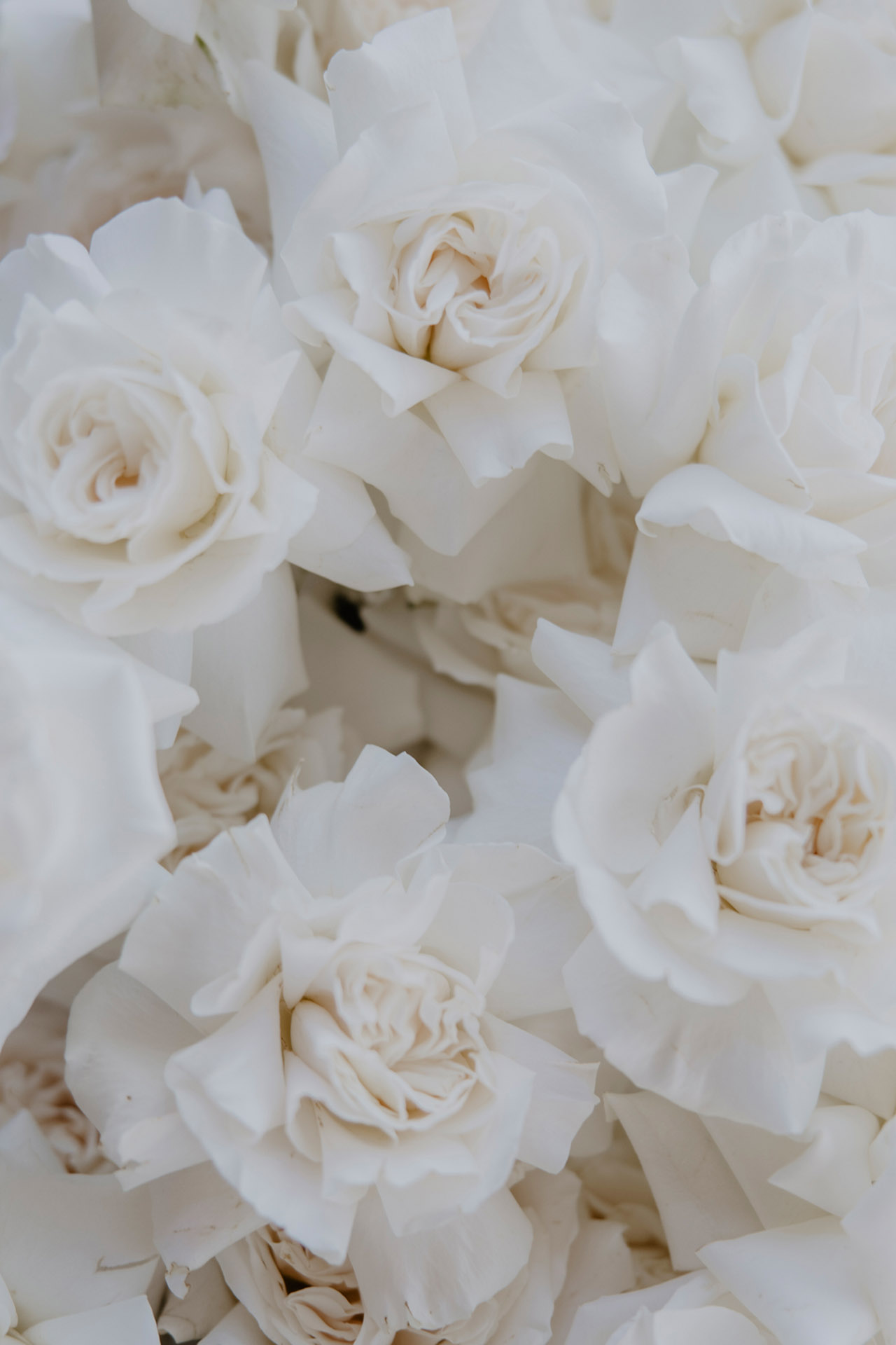 Karolina and Daniel_Madeira_Sielsko Anielsko_by Camera Folks_218